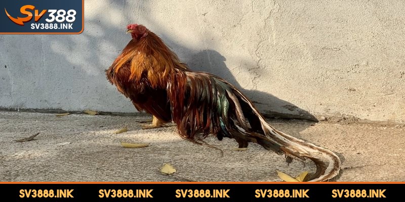 Chăm sóc sức khỏe cho gà đuôi dài phải theo đúng kỹ thuật