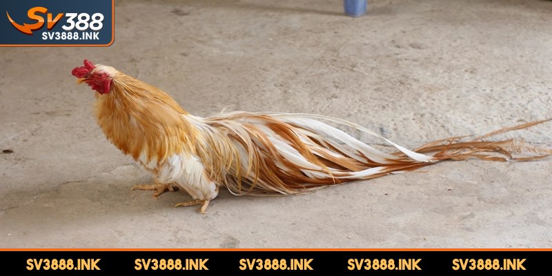 Tự tìm hiểu và thử nghiệm cách nuôi gà đuôi dài hiệu quả cao