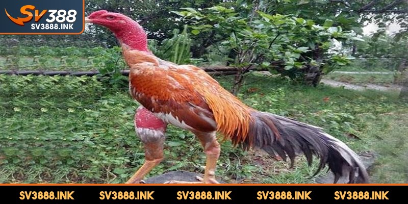 Tỉa lông bụng và dưới lườn để bảo vệ khỏi đối thủ tấn công
