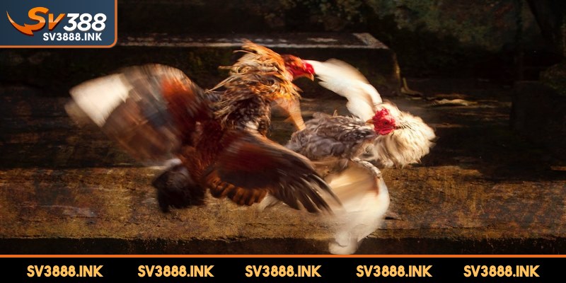 Các trận đá gà nòi mang đến cuộc thi sức mạnh đầy kịch tính