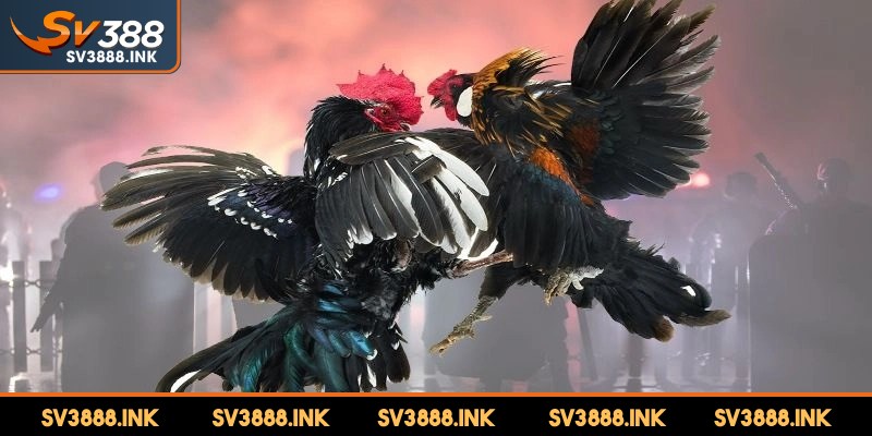 Đội ngũ chuyên gia, bình luận sẵn sàng hỗ trợ ngay trong live