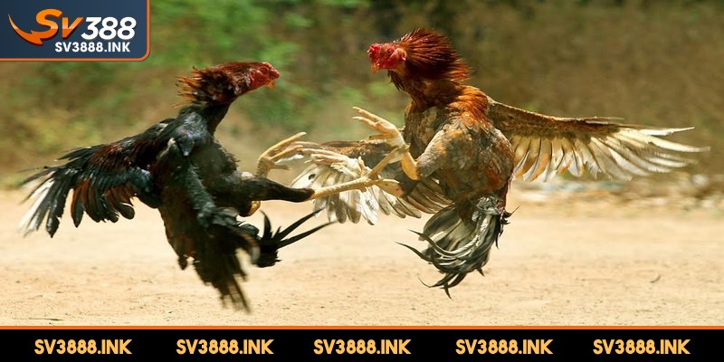 Gà đòn Khánh Hòa Vương cũng là một giống rất phổ biến