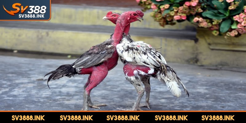 Đá gà đòn là một sân chơi được yêu thích trong cộng đồng kê thủ