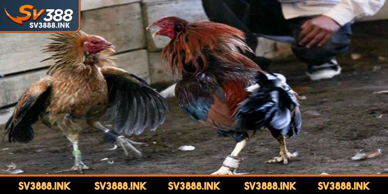 Giữ cho tâm lý của bạn luôn thoải mái và vững vàng khi xem chọi