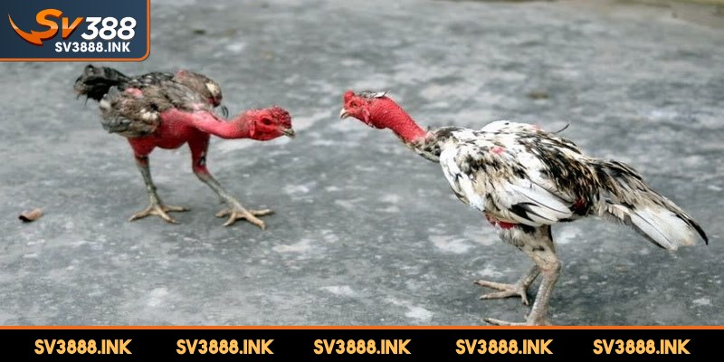 Tất cả kê trong hình thức đá gà nòi được chọn lựa về trọng lượng