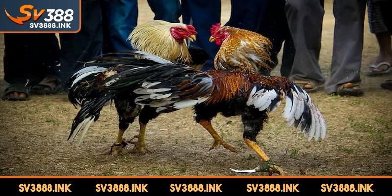 Giống kê đến từ Hồ Chí Minh cũng không thể thiếu trong giải đấu