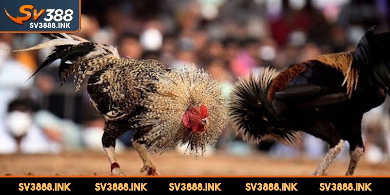 Đá gà SV388 cung cấp nhiều hình thức thi đấu nhằm thỏa mãn sở thích đa dạng