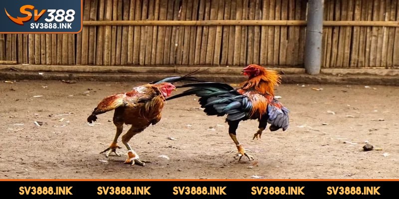 Quy trình chuẩn bị và huấn luyện gà đá Thái Lan cựa dao