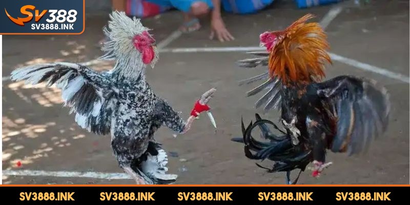 Đá gà Thái Lan cựa dao là một hình thức đá gà truyền thống đặc trưng