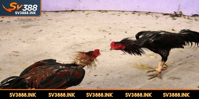 Ý nghĩa văn hóa và tầm ảnh hưởng của đá gà Thái Lan cựa dao