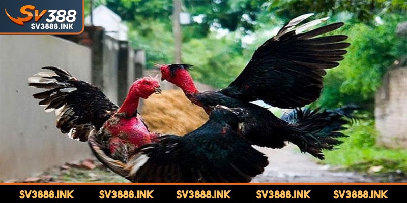 Chọn tỷ lệ kèo phù hợp với ngân sách rất quan trọng khi chọi kê