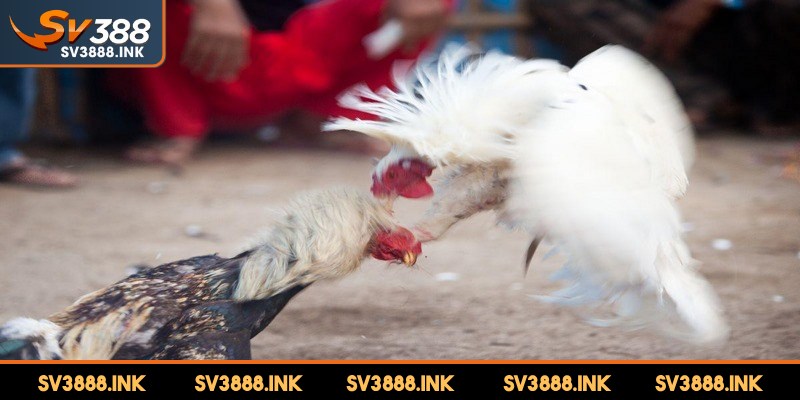 Đá gà trên mạng là một môn cá cược giải trí số 1 hiện nay