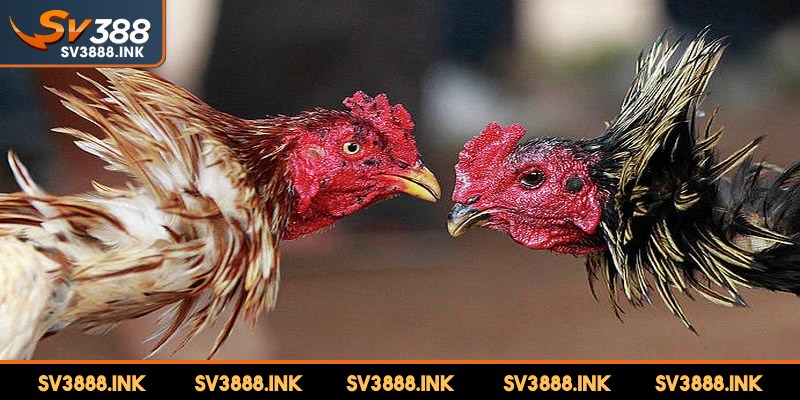 Hình thức chọi gà nòi được xem là truyền thống và hấp dẫn