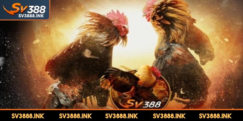 Nhiều người lựa chọn đăng ký SV388 bởi những điểm hấp dẫn của sân chơi