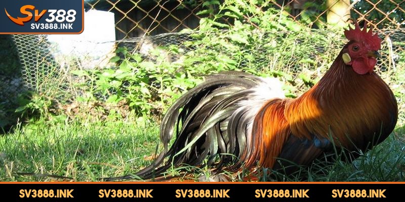 Ohiki là giống gà hiền lành và thân thiện được đánh giá cao