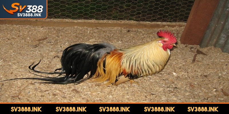 Ohiki có kích thước nằm ở mức trung bình rất ấn tượng