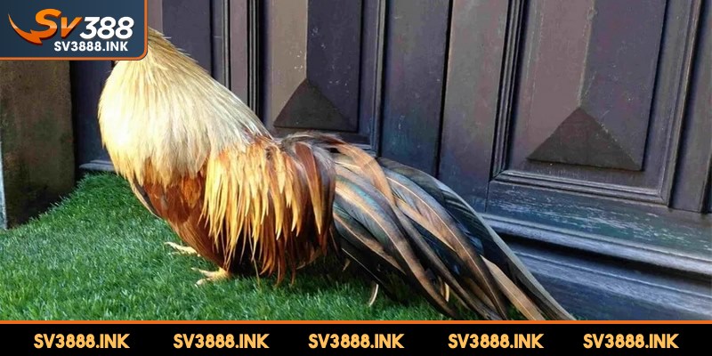 Tình trạng bảo tồn và những thách thức với gà tre hiện nay