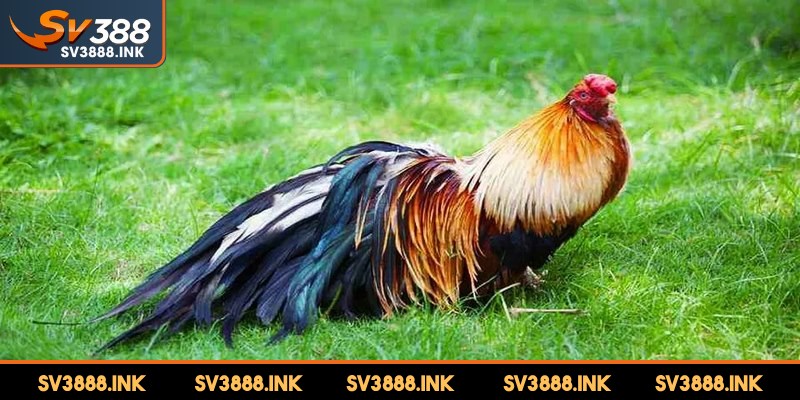 Ba nhóm chính phân loại màu lông gà tre