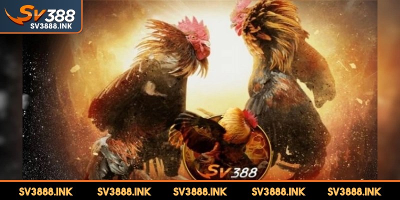Giới thiệu SV388 có một lịch sử phát triển ấn tượng, uy tín