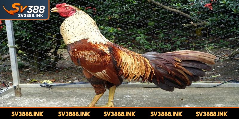 Bí quyết đầu tiên trong kỹ thuật nuôi gà đá có lực chính là chọn giống gà tốt