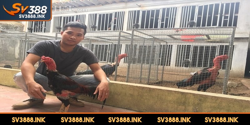 Kỹ thuật nuôi gà đá có lực là cả một quá trình khoa học, bài bản