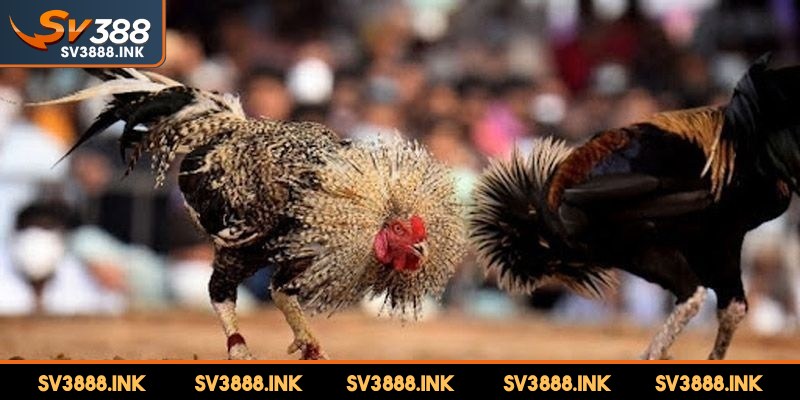 Mạng gà đá theo ngày được sử dụng để xác định màu lông