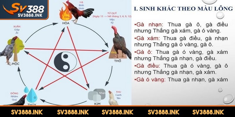 Phân loại chính màu mạng gà đá theo ngũ hành