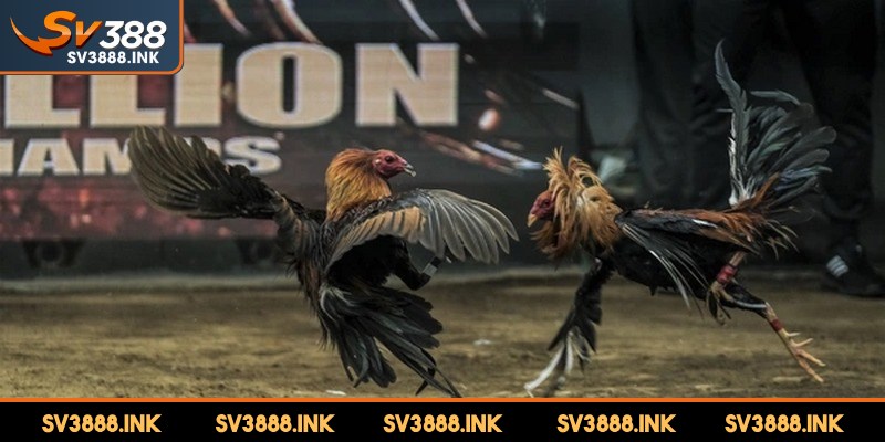 Những ví dụ điển hình về trận đá gà tiền tỷ siêu kinh điển