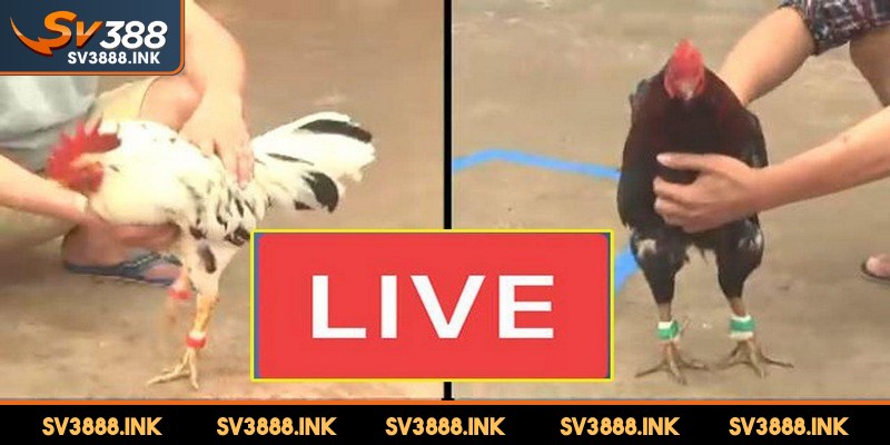 Các trận đấu live trực tiếp với BLV chuyên nghiệp là điểm thu hút người chơi