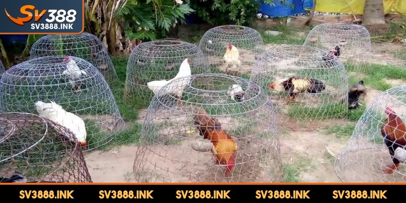 Trại gà đá là nơi chuyên nuôi dưỡng huấn luyện, phát triển các chiến kê