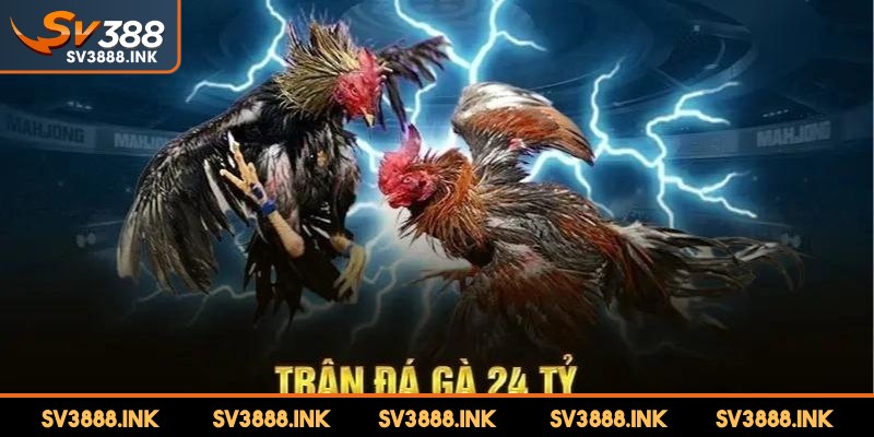 Những tranh luận và quan điểm đa chiều về trận đá gà 24 tỷ