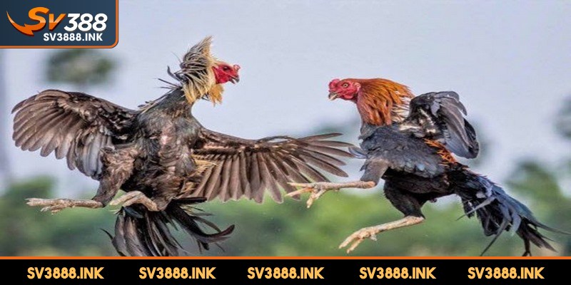 Trực tiếp gà đá Thomo quy tụ những chiến kê xuất sắc nhất