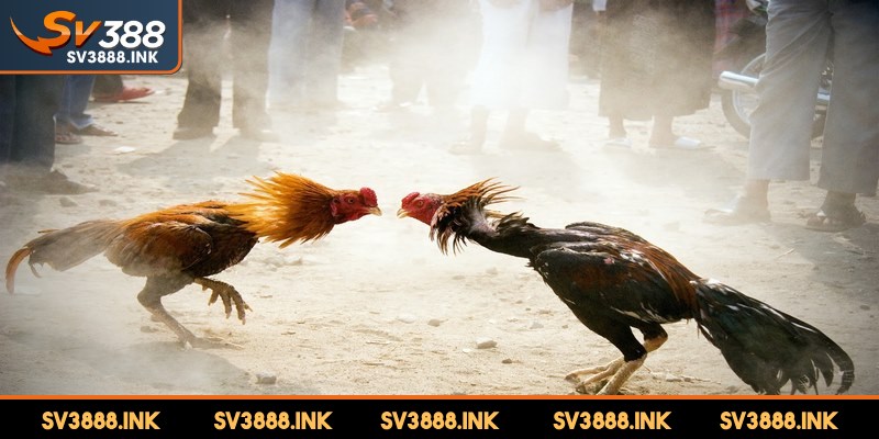 Ưu tiên lựa chọn gà chiến có sức mạnh vượt trội rất quan trọng
