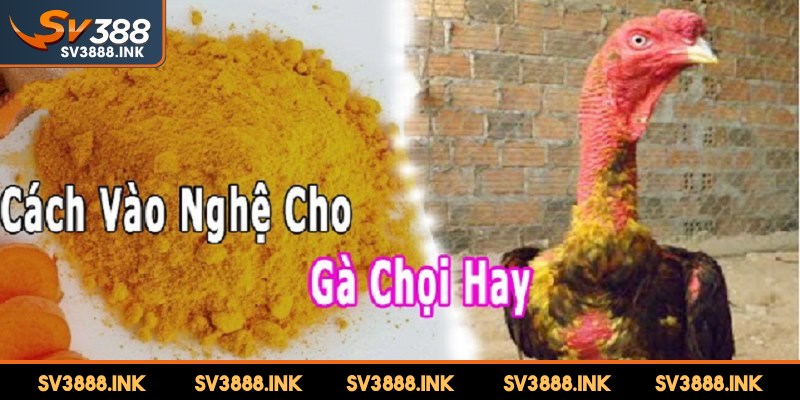 Vào nghệ cho gà chọi là phương thức đặc biệt quan trọng